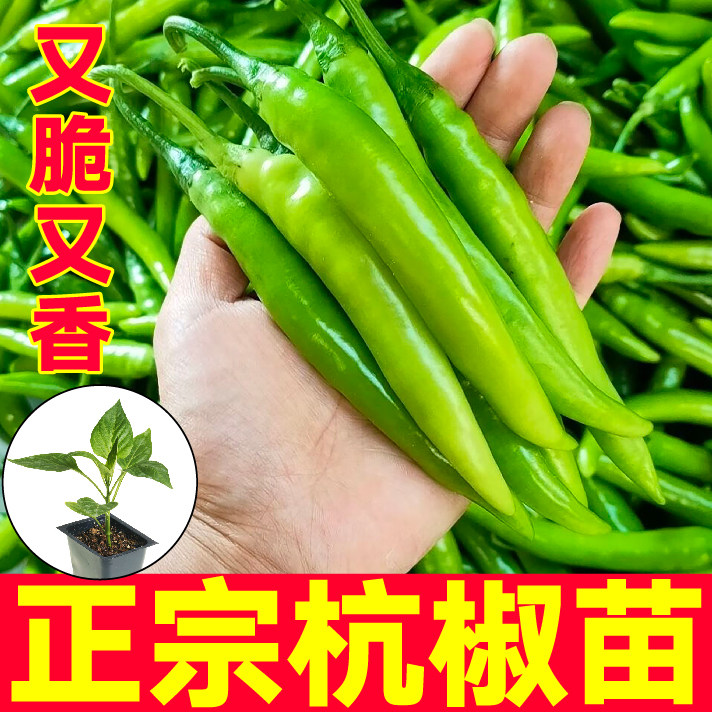 香辣脆嫩杭椒秧苗带土球四季盆栽辣椒苗正宗小米辣朝天椒种子寿光