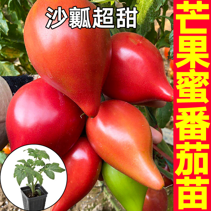 超甜芒果蜜番茄苗秧带土寿光四季春秋盆栽西红柿种子超甜圣女果籽