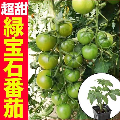 寿光超甜绿宝石小番茄秧苗种子红绿紫黑圣女果苗阳台四季盆栽蔬菜