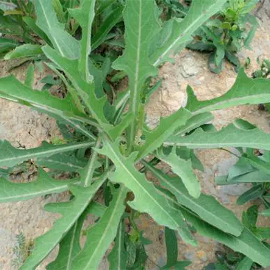 东北农村大地新鲜野菜苦麻子败酱草现挖