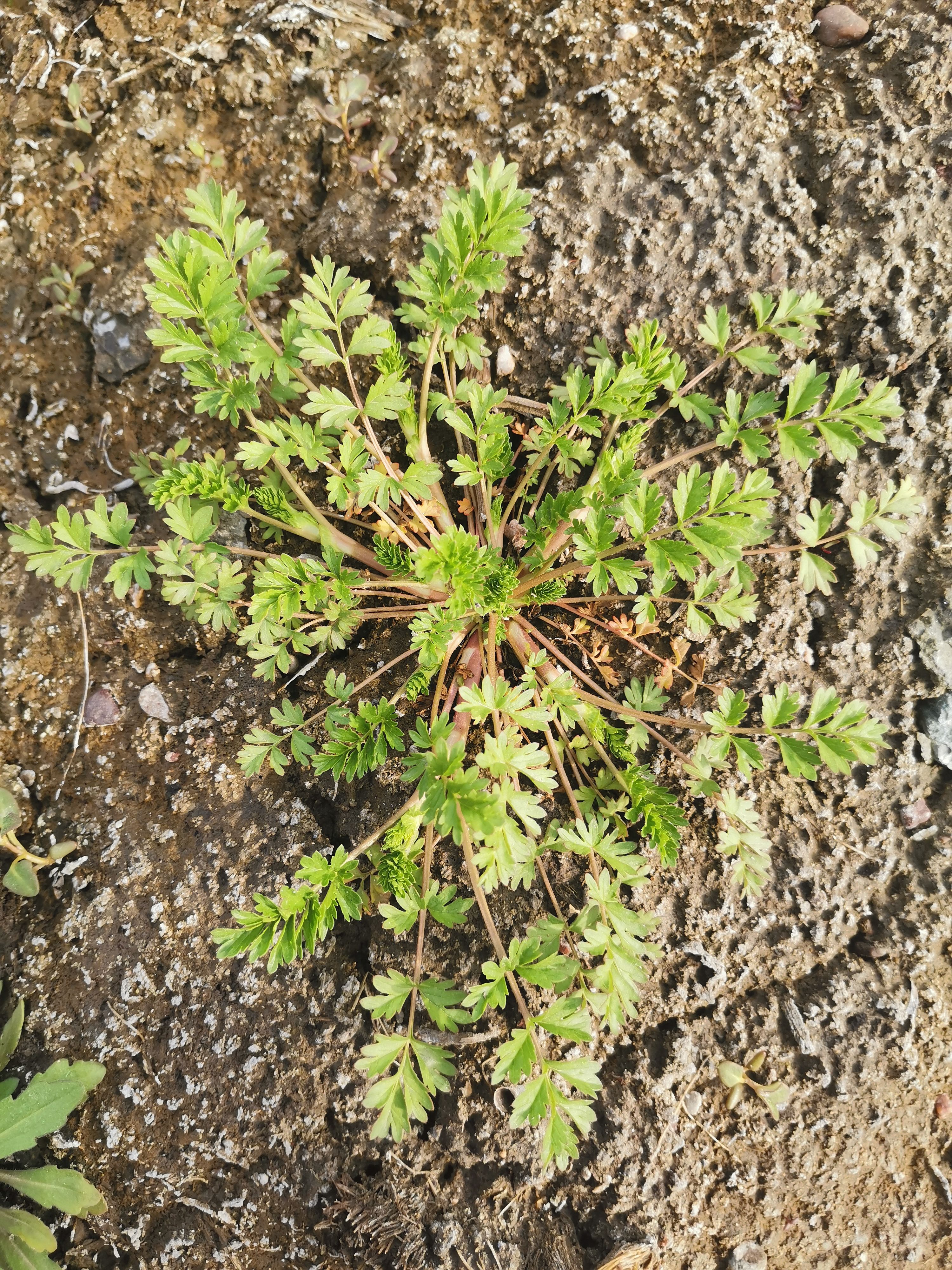 东北农村种什么最挣钱(东北种植什么农作物的利润高)