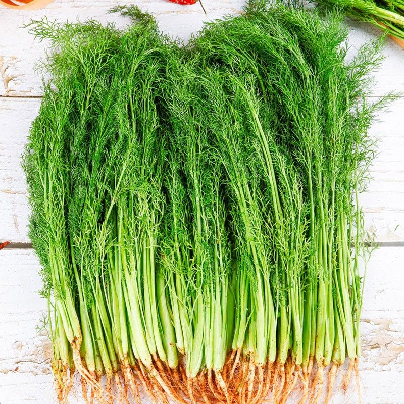 云南新鲜小茴香现挖现发茴香包饺子饺子馅