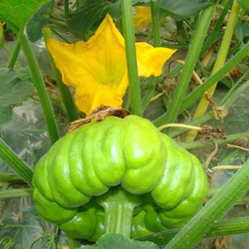云南新鲜姜柄瓜小麦瓜迷你面南瓜嫩甜绿瓜农家蔬菜土特产