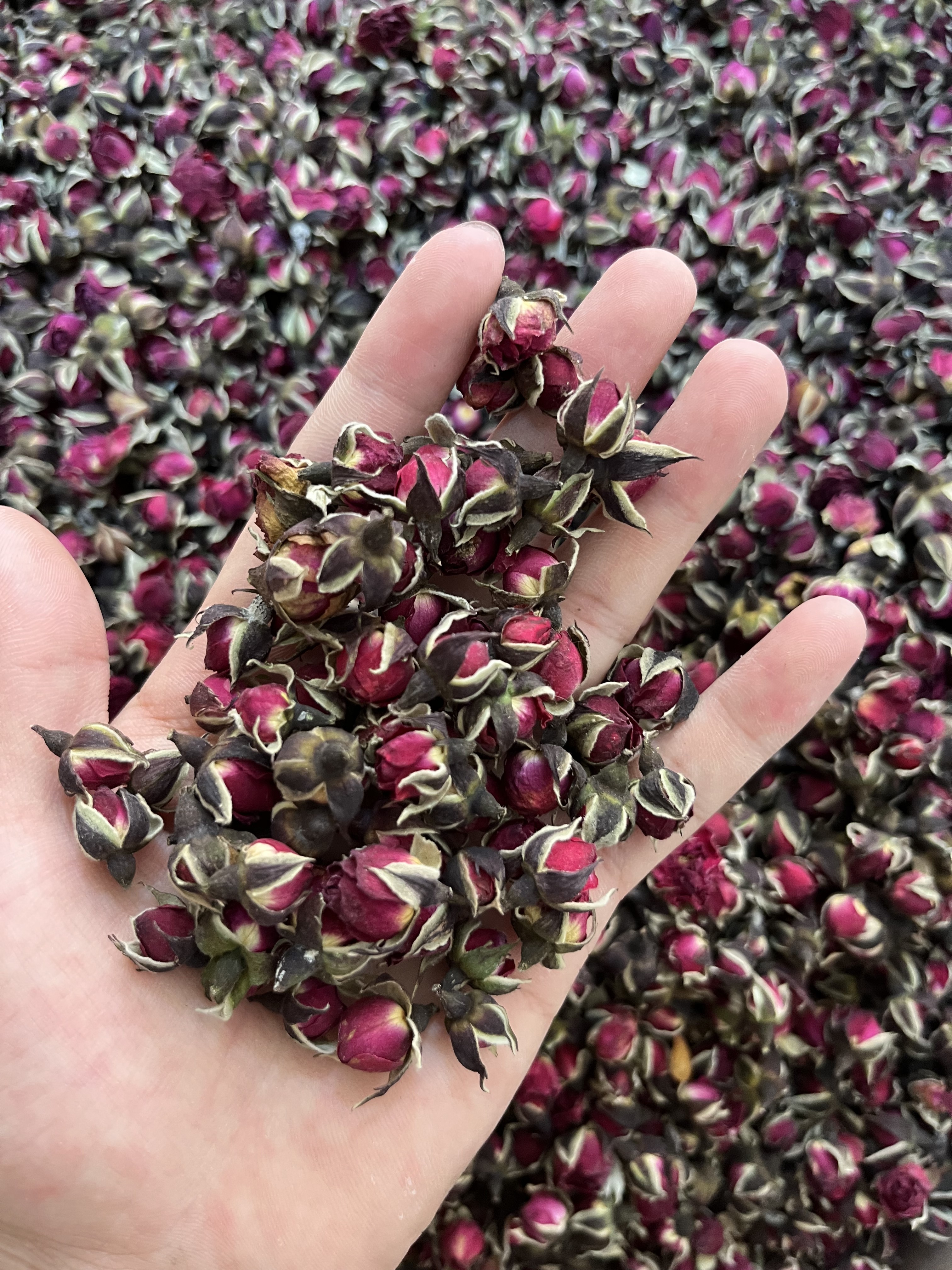 云南天然金边玫瑰花 散装 500g特级 干玫瑰花蕾 另售平阴玫瑰花茶