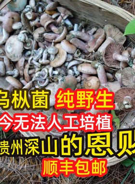过季没货野生枞树菌乌枞菌新鲜现采寒菌枞树菇贵州深山