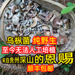过季没货野生枞树菌乌枞菌新鲜现采寒菌枞树菇贵州深山
