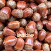 二斤减3元 送开口夹子 熟长毛榛子 东北长白山2025年新货