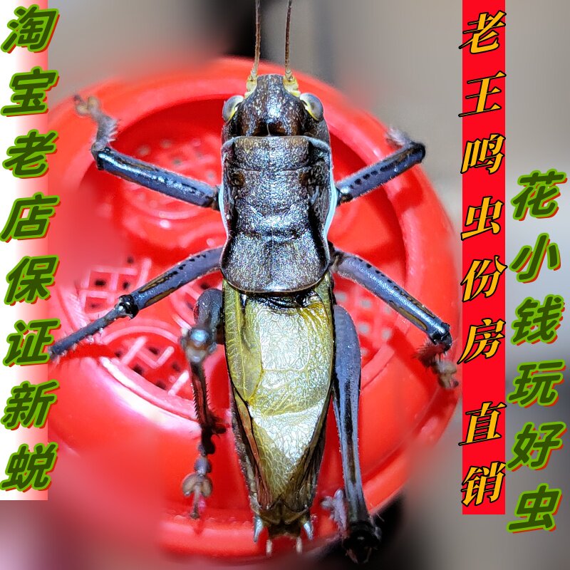 蚰子超大蝈蝈铁皮翡翠山青