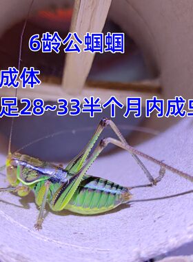 蝈蝈幼虫公母蝈蝈幼苗小蝈蝈苗观察成长过程山青铁皮绿蝈蝈卵