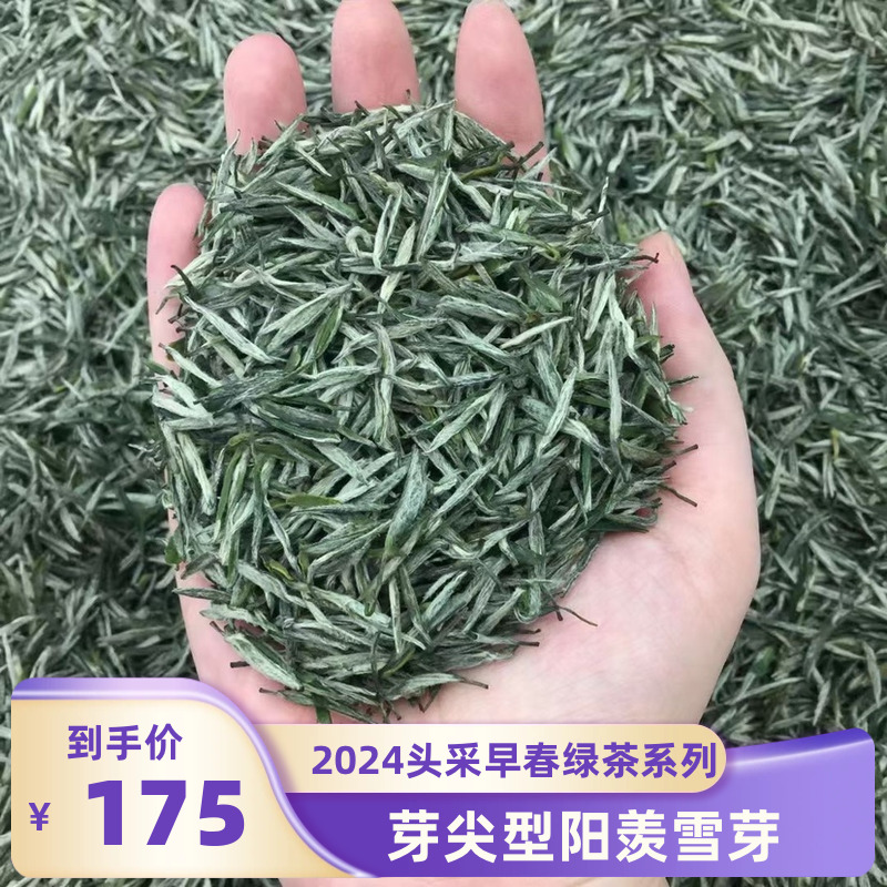 2024春茶上市明前头采宜兴阳羡雪芽特手炒级芽尖无锡绿茶散装包邮