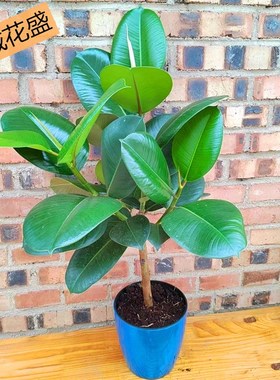 绿色橡皮树老桩绿金刚室内大叶绿植盆栽净化空气四季常绿龙诚花盛