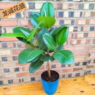常绿龙诚花盛 绿色橡皮树老桩绿金刚室内大叶绿植盆栽净化空气四季