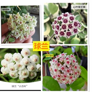 球兰垂钓盆栽室内四季吊篮爬藤攀援植物心叶心型好养花卉植物