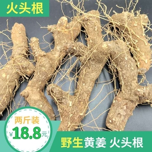陕南野生黄姜秦巴腹地野生大火头根新鲜野黄姜火藤根下火药食同源