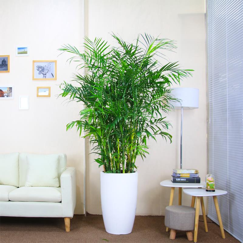 夏威夷竹子盆栽绿植盆景室内植物大型绿植客厅吸甲醛植物净化空气