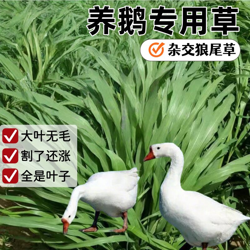 养鹅专用草进口杂交狼尾草四季鹅吃的草牧草种子喂鹅牧草草种籽