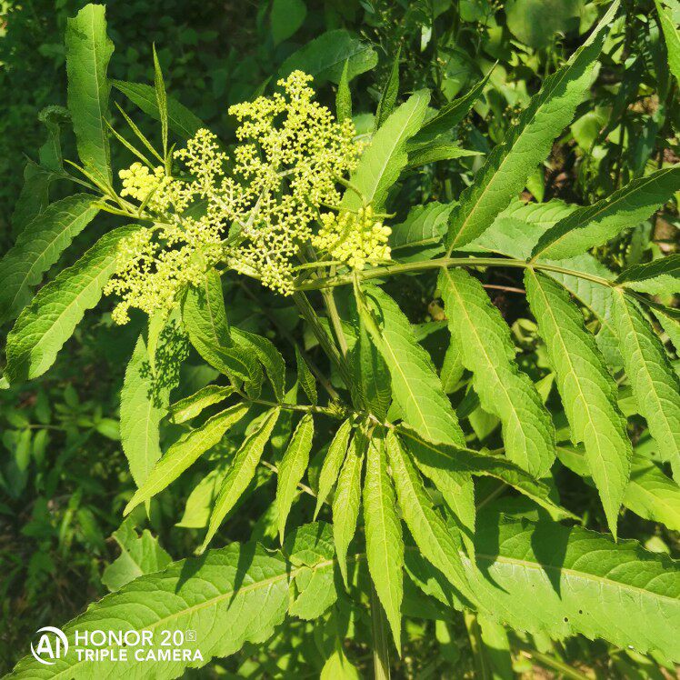 纯天然外用接骨草外用全草八棱麻陆英臭草走马风下单现采新鲜发货