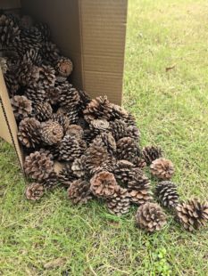 特价松木果子引火松塔自然风干松球松子烧火引火快速引燃易燃柴火