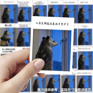 小红书同款189贴负鼠表情包贴纸鼠鼠教搞笑沙雕可爱梗手账diy贴纸