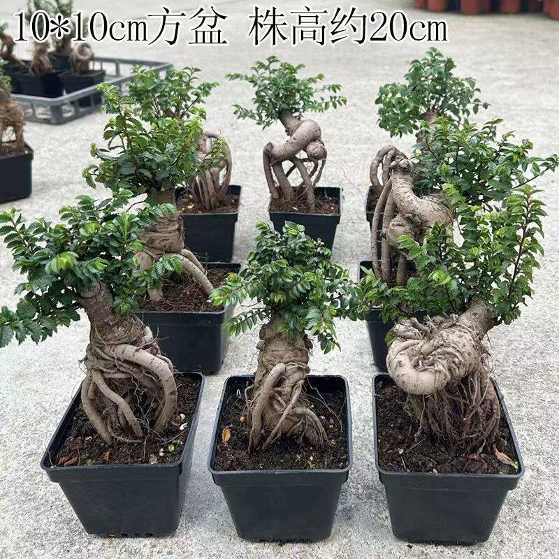 骆驼榆树盆栽小型迷你造型盆景室疙瘩小叶榆庭院阳台四季常青耐寒