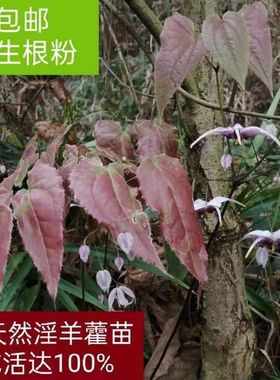 名贵药材淫羊藿种植苗盆栽可分盆