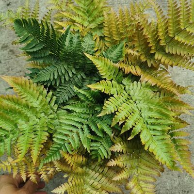 彩虹三色鳞毛蕨红盖凤尾蕨耐寒观叶植物室外露天蕨多年生观叶常青