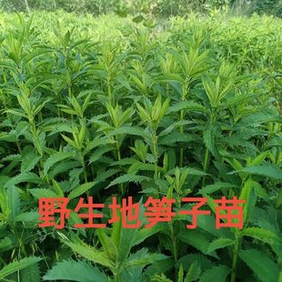 地笋种苗虫草参地参芽苗泽兰根银条螺丝菜种植苗地环虫地藕地蚕子