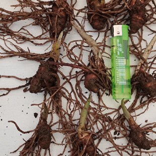 重楼苗 七叶一枝花苗粉质重楼苗当年开花中药材七叶莲蚤休草河车