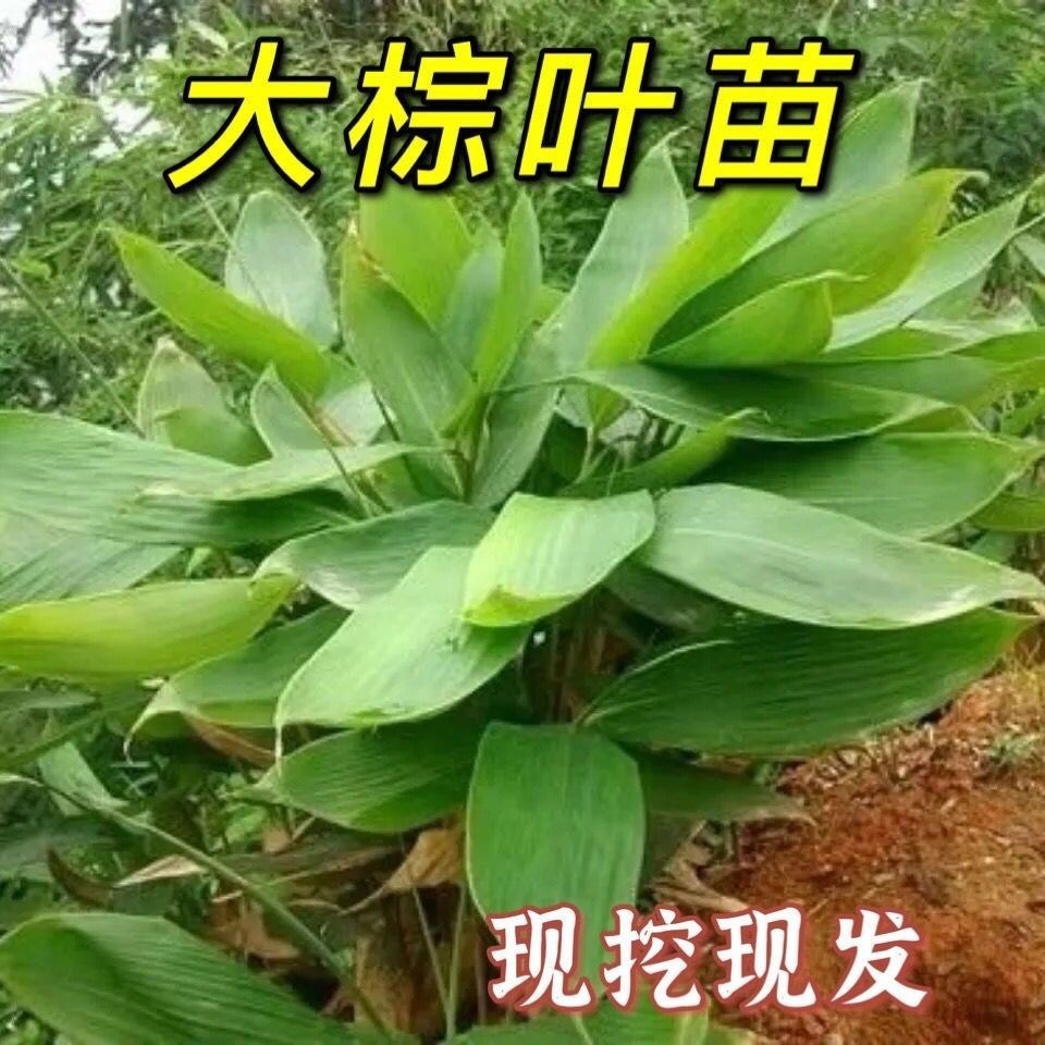 正宗野生粽叶苗现挖现发包粽专用图片