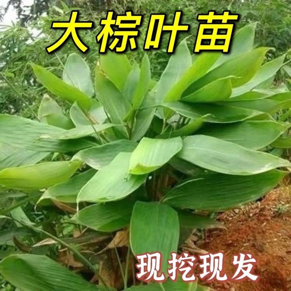 正宗野生粽叶苗现挖现发包粽专用