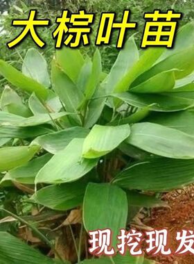 正宗野生粽叶苗现挖现发包粽专用