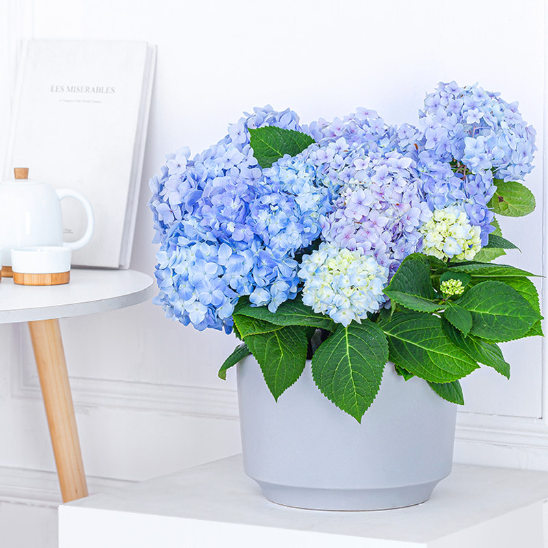 绣球花苗盆栽带花苞四季开花无尽夏绣球大苗室内阳台庭院植物花卉