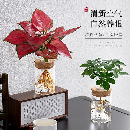 水培植物绿植室内桌面好养小盆栽