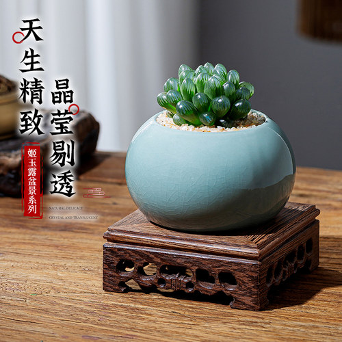 【含盆】玉露多肉植物室内好养活