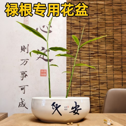 种植简约生姜专用盆栽禅意桌面