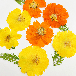 波斯菊 植物标本 diy滴胶干花手机壳 压花 花事未了 押花 硫华菊