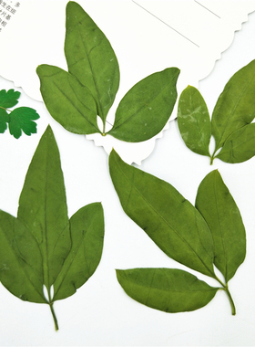 迎春花叶 真树叶植物标本幼儿园手工蜡烛干花压花押花贴脸装饰