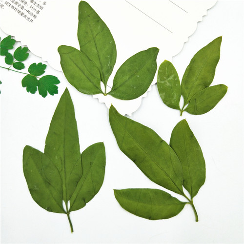 植物标本植物标本树叶
