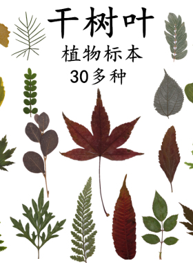 32种干树叶植物标本 真树叶贴画 幼儿园手工书签台灯蜡烛干花相框