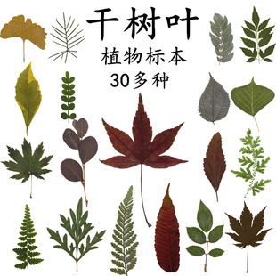 32种干树叶植物标本 真树叶贴画 幼儿园手工书签台灯蜡烛干花相框