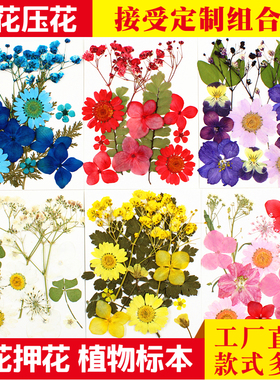 干花材料包压花组合小包 植物标本 押花真树叶真花贴画花瓣妆书签