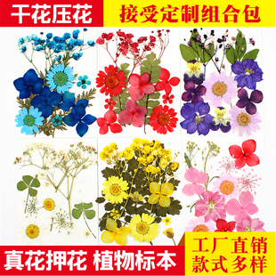 干花材料包压花组合小包 押花真树叶真花贴画花瓣妆书签 植物标本