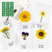 小学生认识自然 树叶书签塑封 带标签 植物标本书签过塑 干花书签