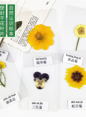 干花书签植物标本过塑树叶