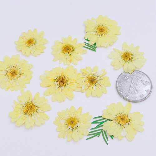 植物标本干花压花手工沙龙