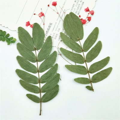 植物标本植物标本树叶