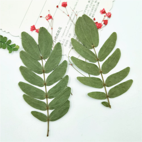 植物标本植物标本树叶