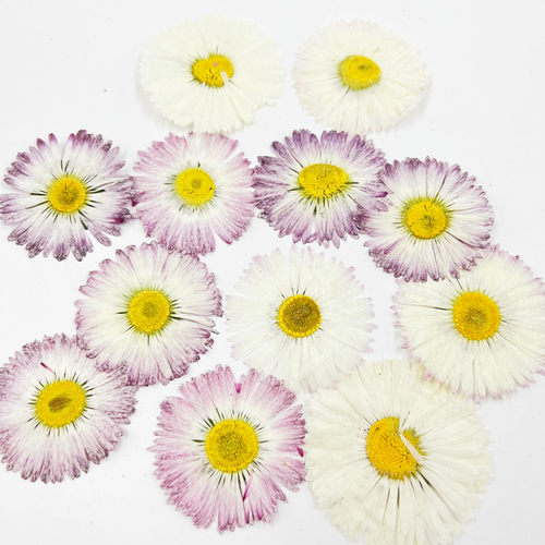 植物标本干花压花节日礼品