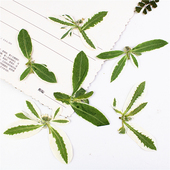 儿童手工diy干花压花书签贺卡 植物标本 银边叶 真叶片树叶贴画