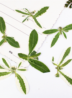 植物标本植物标本树叶